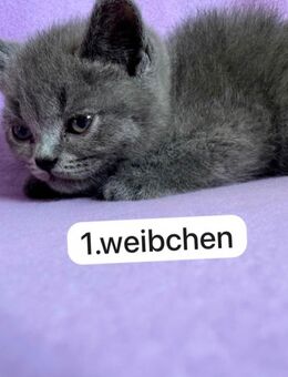 BKH Kitten suchen Familie - Kerpen (Kolpingstadt)