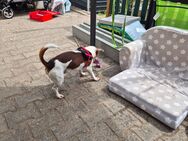 Jack Russel Terrier - Magdeburg
