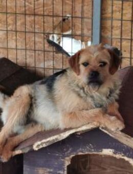 Rüde 107407 sucht seine Menschen - Köln