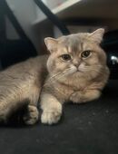 Wunderschöner BKH-Deckkater in Blue Shaded in 22045