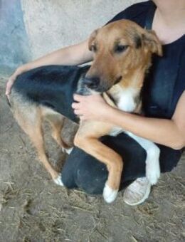 Caroll 58 cm - Alpenrod