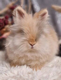 Zwergkaninchen,Löwenkopf, Wollnasen Hase Mädchen - Rutesheim