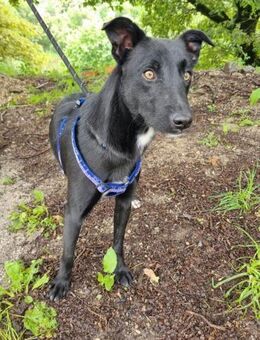 Lieber Anubis - Eichenzell