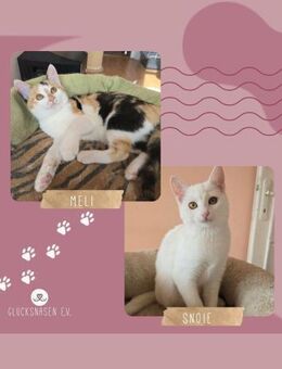 Kätzchen Melie und Snoie suchen Dich - Lalendorf