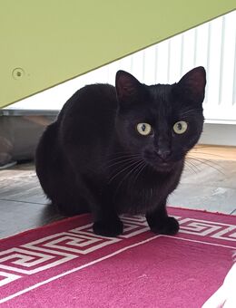 Katzendame sucht ein Zuhause - Hamburg Bergedorf