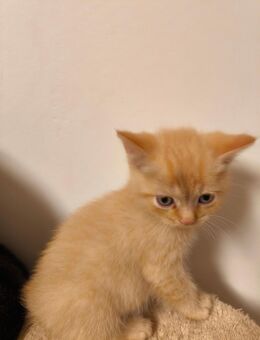 BKH Junge Simba - Nürnberg