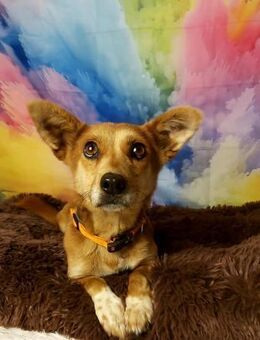 Antidepressivum Gerda auf Pflegestelle - Jade