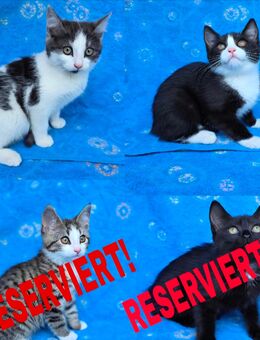 Noch 2 weibliche Kitten Katzenbabys Katzen - Schwarzenbek