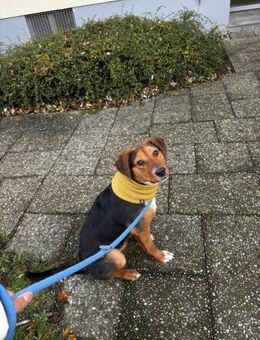 Aron Manchmal braucht Glück einen Name - Kissing