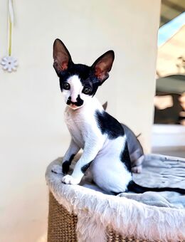 Cornish Rex Kitten Verfügbar - Chemnitz