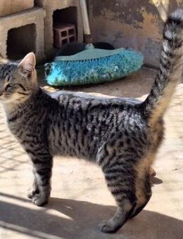 Junge, fröhliche Katze Tirana - Karlsruhe