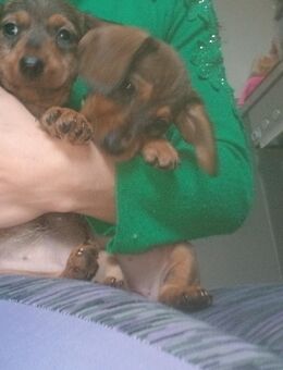 Wunderschöne Mix aus langhaar und rauhaar dackel - Hamm