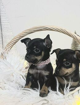 Russkiy Kurzhaar Toy Terrier Welpen - Unterkirnach