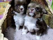 Chihuahua Welpen - Ingolstadt