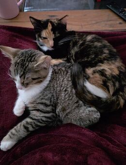 Geschwisterpaar abzugeben - Bergneustadt