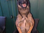 Deckrüde Belgischer Schäferhund - Freyburg (Unstrut) Weischütz