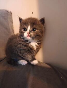 Männliche Babykatze blh ,cornich Rex mix 320 - Oldenburg