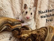 Junge Goldhamster Weibchen - Baunatal