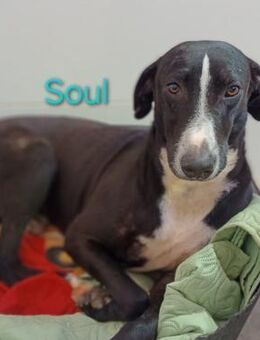 Soul- Lieb und verschmust 12/23 ESP - Ruppertsecken