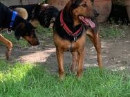 Goofy, Coonhound - m. Video - Frankfurt (Main)