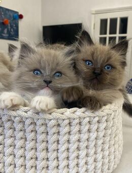 reinrassigen Ragdoll Kleinen. - Gießen