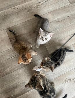 BKH Kitten, Tabby, Babykatzen, Brakel - Brakel