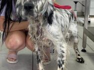 English-Setter ♥Frida♥ sanft,klug,aktiv - Hamburg