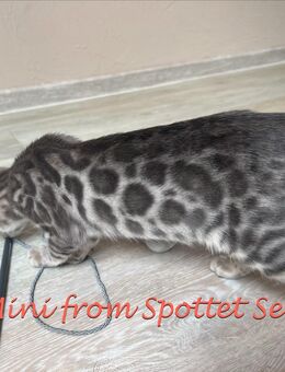 Sehr seltene Blue Bengal Katze (abholbereit) - Bad Oeynhausen