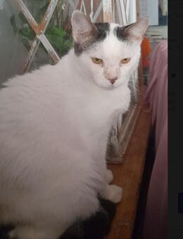 Papi sucht dringend sein Zuhause!!! - Vechelde