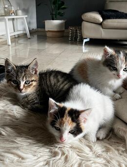 BKH Mix Kitten suchen ein liebevolles und dauerhaftes Zuhause - Wiesau