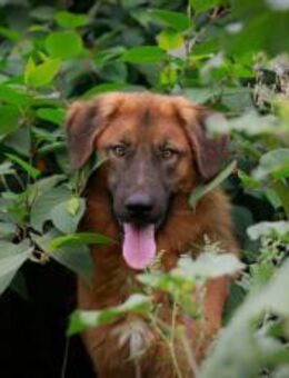 Juno sucht eine geduldige Familie - München