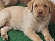 Labrador Retrevier Welpen - Schrozberg