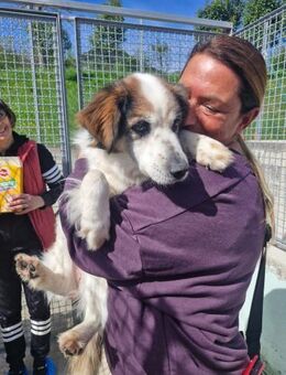 Max - Hundebub im besten Alter - Grevenbroich