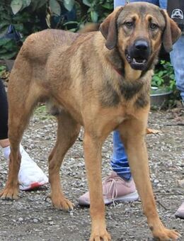 Traumhund Ryder wartet auf seine Familie - Grevenbroich