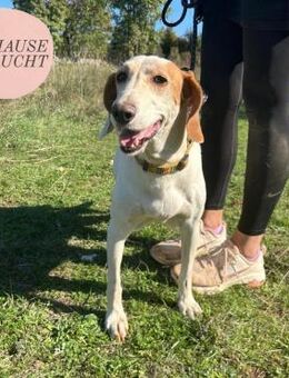 Wundervolle, liebe IRMA sucht Zuhause ❤️ - Saarbrücken