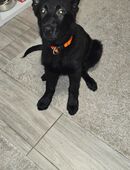 Schäferhundwelpe 12 Wochen in 45889