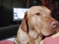 Loui – verspielter und liebevoller Labrador Rüde (4) sucht neues Zuhause - Halle (Westfalen)