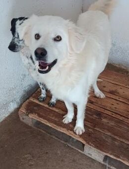 TOM🍀findet er hier sein Herzensmensch? - Bad Karlshafen