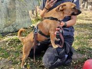 Süßer kleiner Mika sucht liebe Familie - Leonberg (Baden-Württemberg)