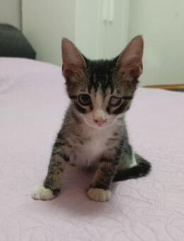 Jeronimo aus dem Tierschutz - Grevenbroich