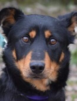 Lana - total lieb und voller Lebensfreud - Lohmar