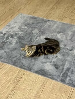 BKH Bengal mix - Ettringen (Bayern)