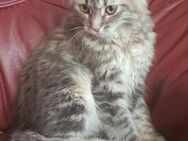 Sibirische waldkatze kitten - Berlin