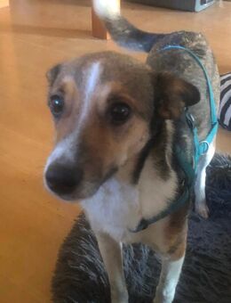 Kleine zarte luni - Wegberg