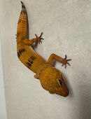 Leopardgecko – Männchen, 1 Jahr alt in 61169