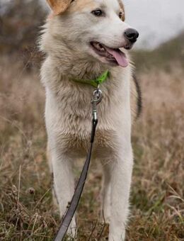 OZZY - verspielt, sozial, treu - Linden (Hessen)