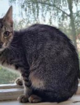 Eira 🐈 ❤️ - Rambin