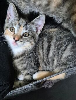 Katzenbabys Mädchen suchen ein neues Zuhause - Hamburg