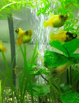 Biete Aquarien Reinigung - Chemnitz