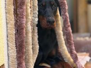 Dobermann Dame sucht ein neues Zuhause - Ober-Olm